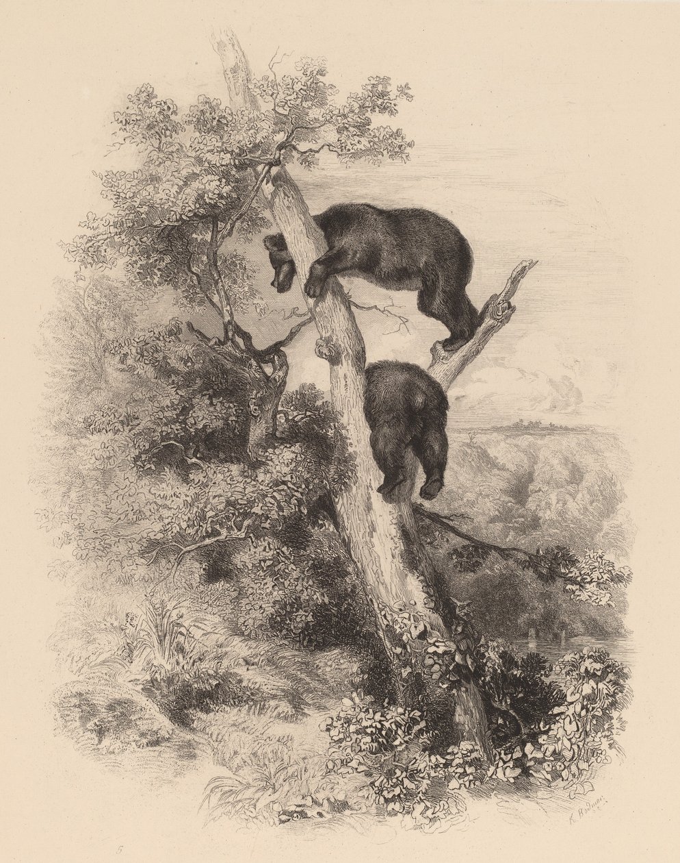 Due Orsi da Karl Bodmer