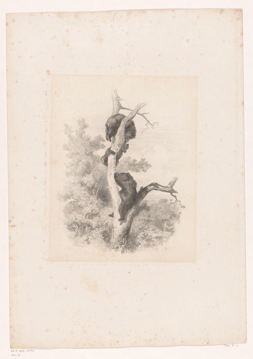 Tre orsi su un albero (serie: Paesaggi con animali) da Karl Bodmer
