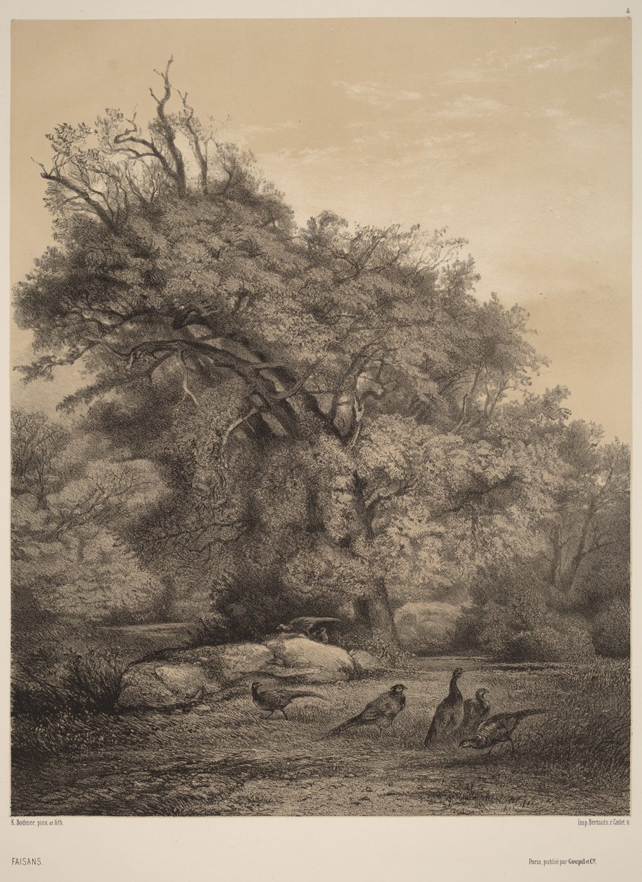 Fagiani da Karl Bodmer