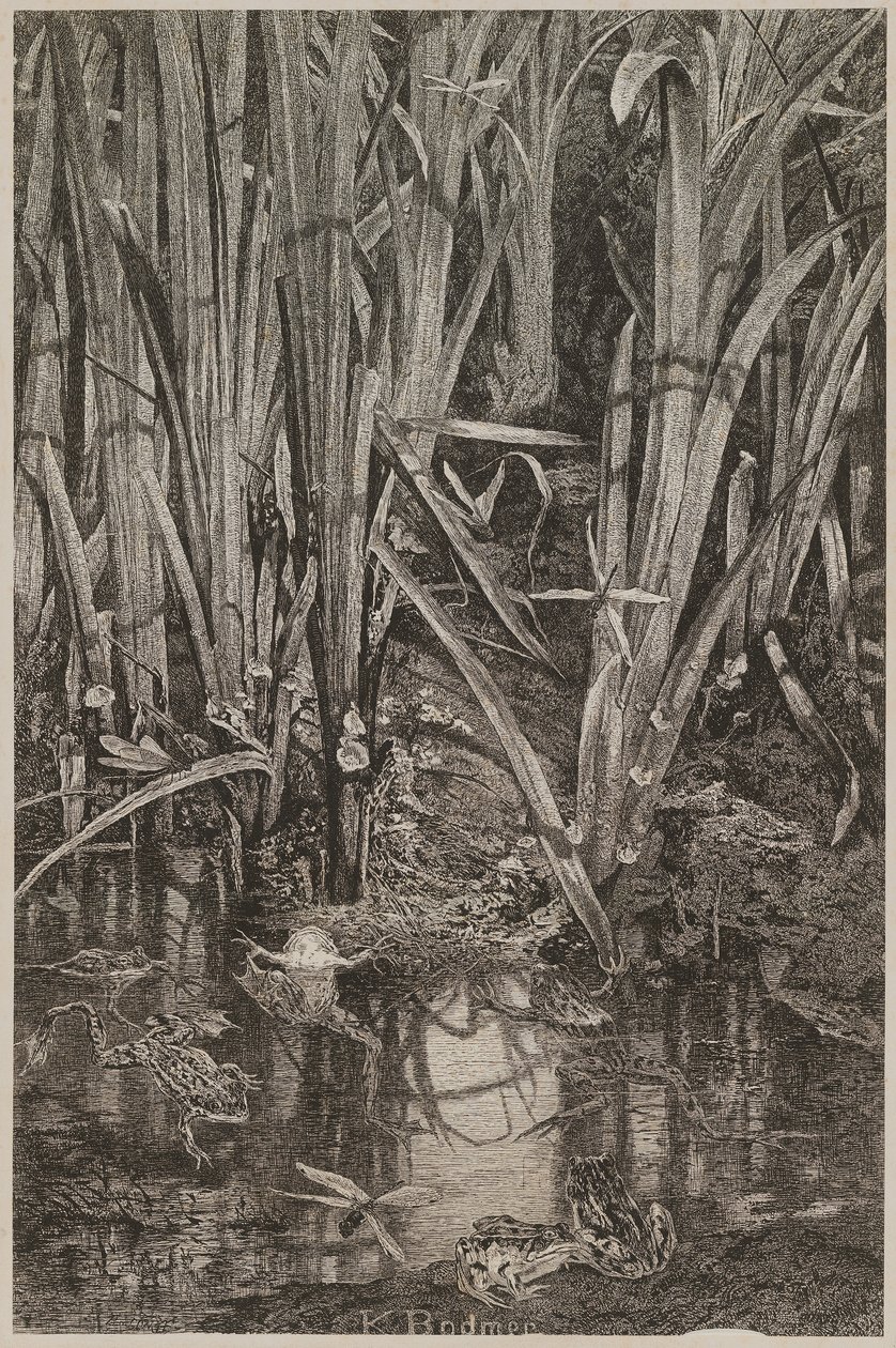 Rane nella palude da Karl Bodmer