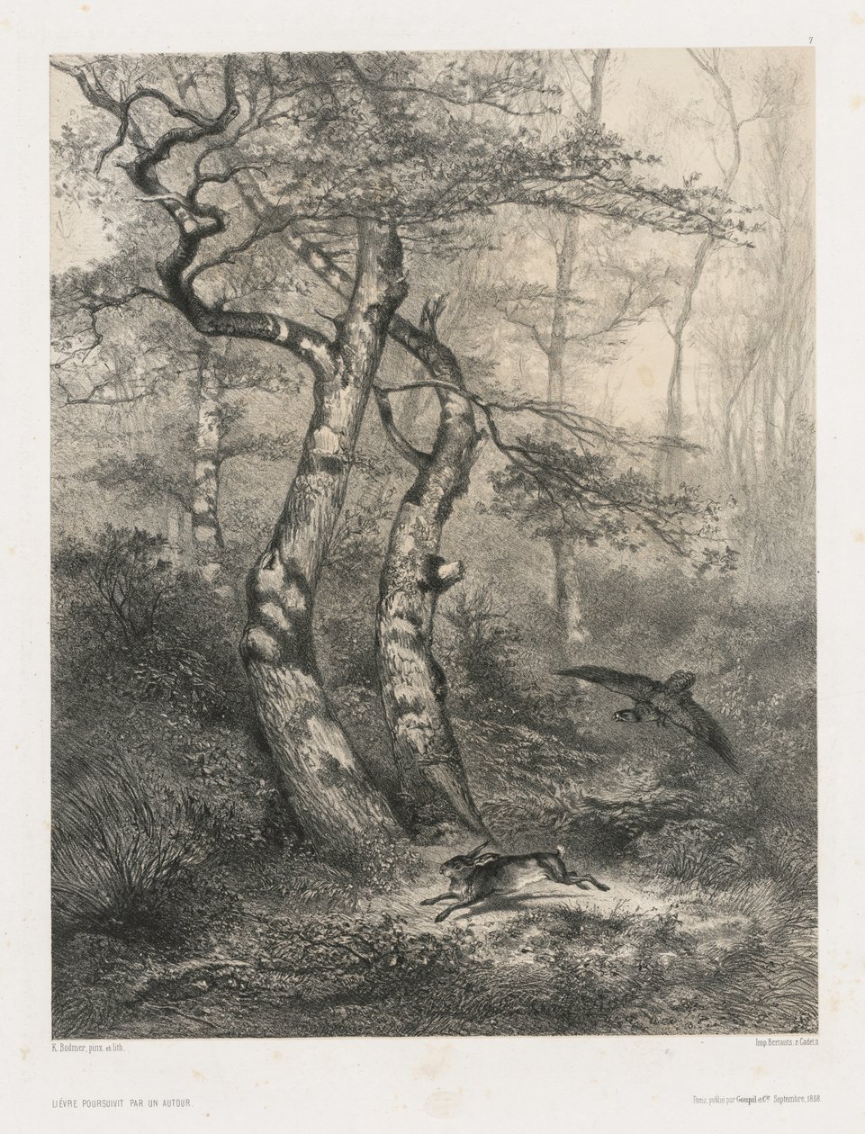 Lepre inseguita da un astore da Karl Bodmer