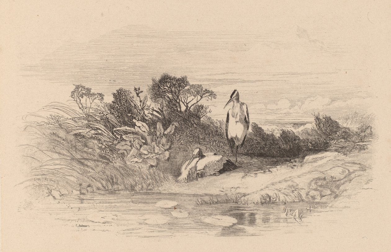Aironi da Karl Bodmer
