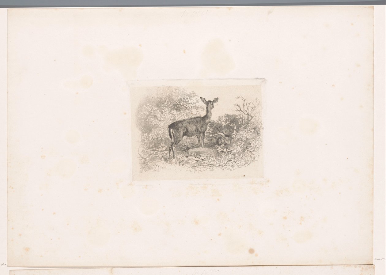 Cerva nel bosco da Karl Bodmer