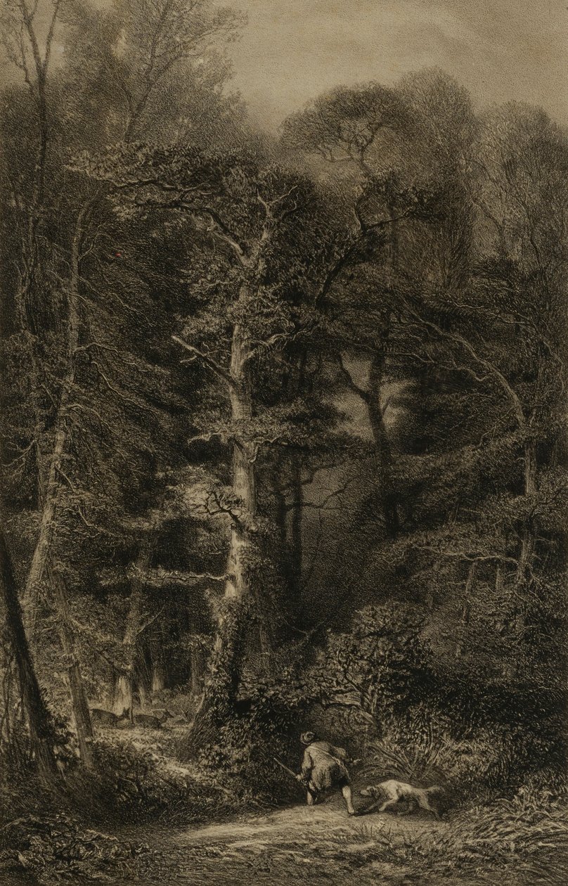 Interno della foresta da Karl Bodmer