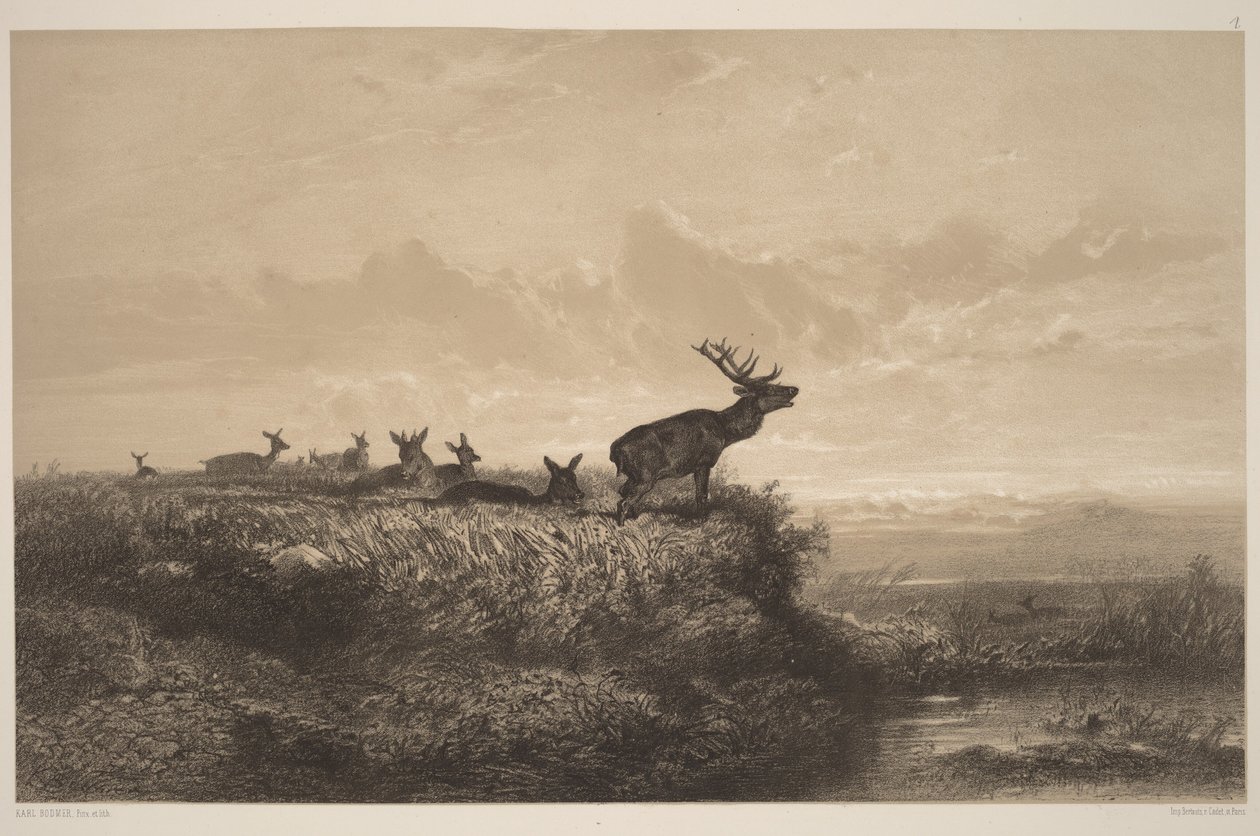 Il mattino. Cervo e cerve da Karl Bodmer
