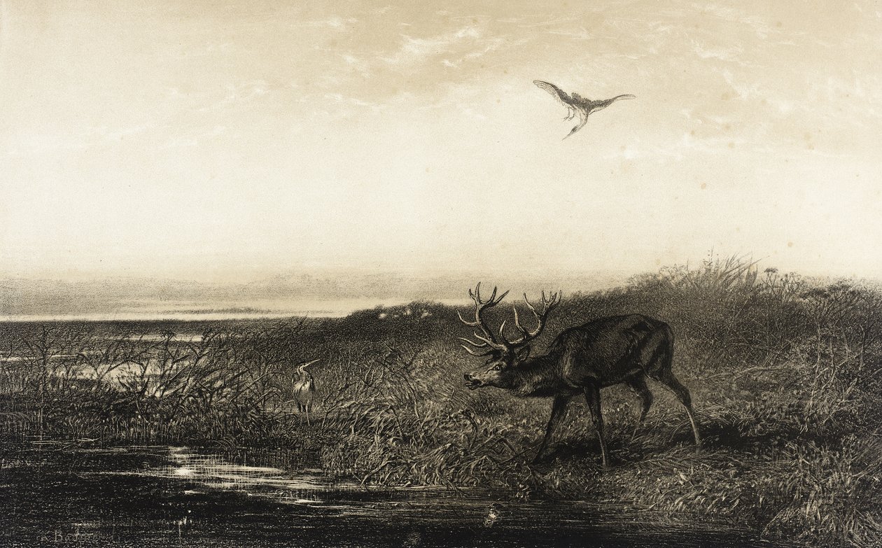 La sera: cervo e aironi da Karl Bodmer