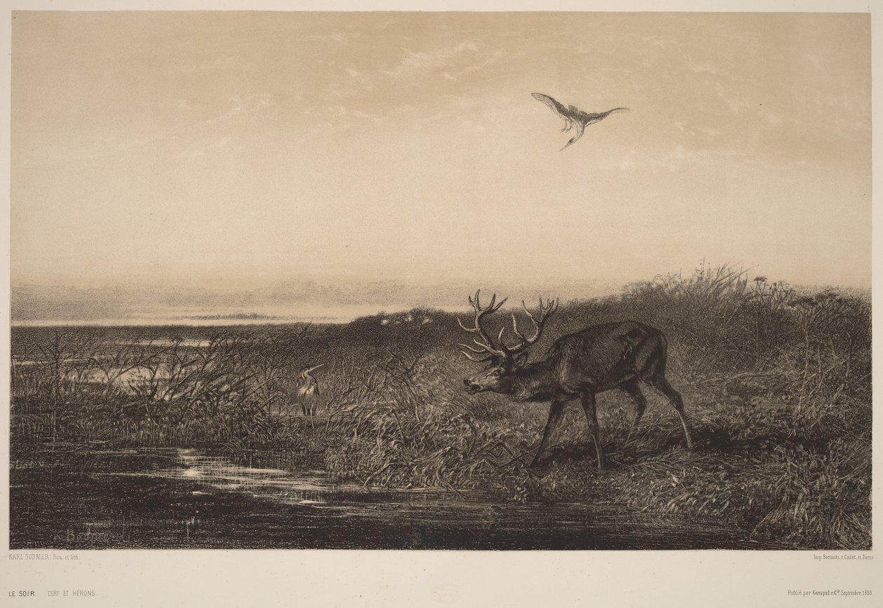 Le Soir.  Cervi e aironi da Karl Bodmer