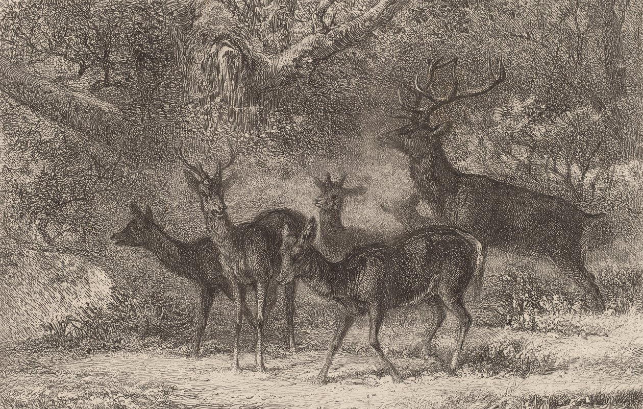 Le harde da Karl Bodmer