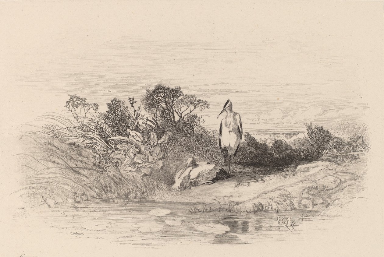 Les Deux Herons da Karl Bodmer