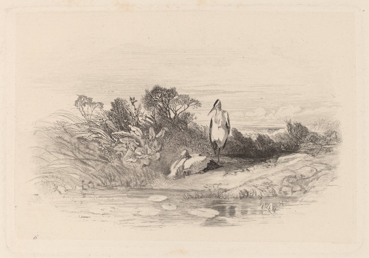 I due aironi da Karl Bodmer