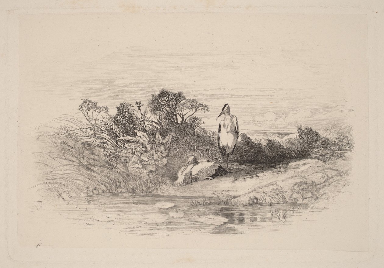I due aironi da Karl Bodmer