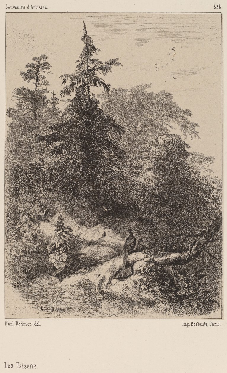 I Fagiani da Karl Bodmer