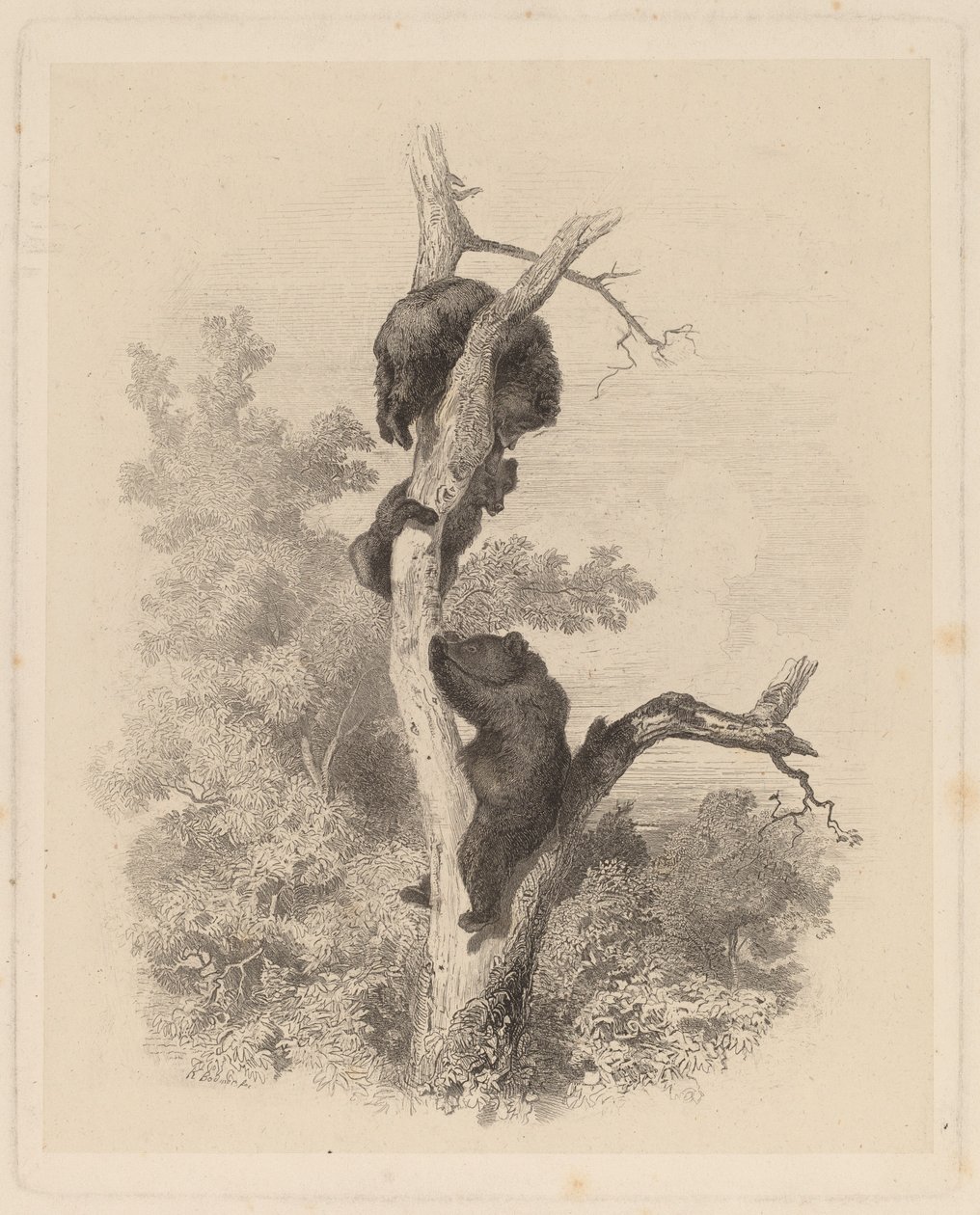 Les Ours (Gli Orsi) da Karl Bodmer