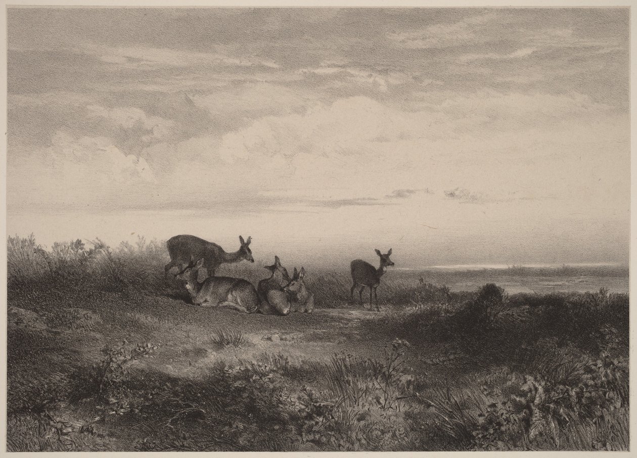 Le cerve da Karl Bodmer