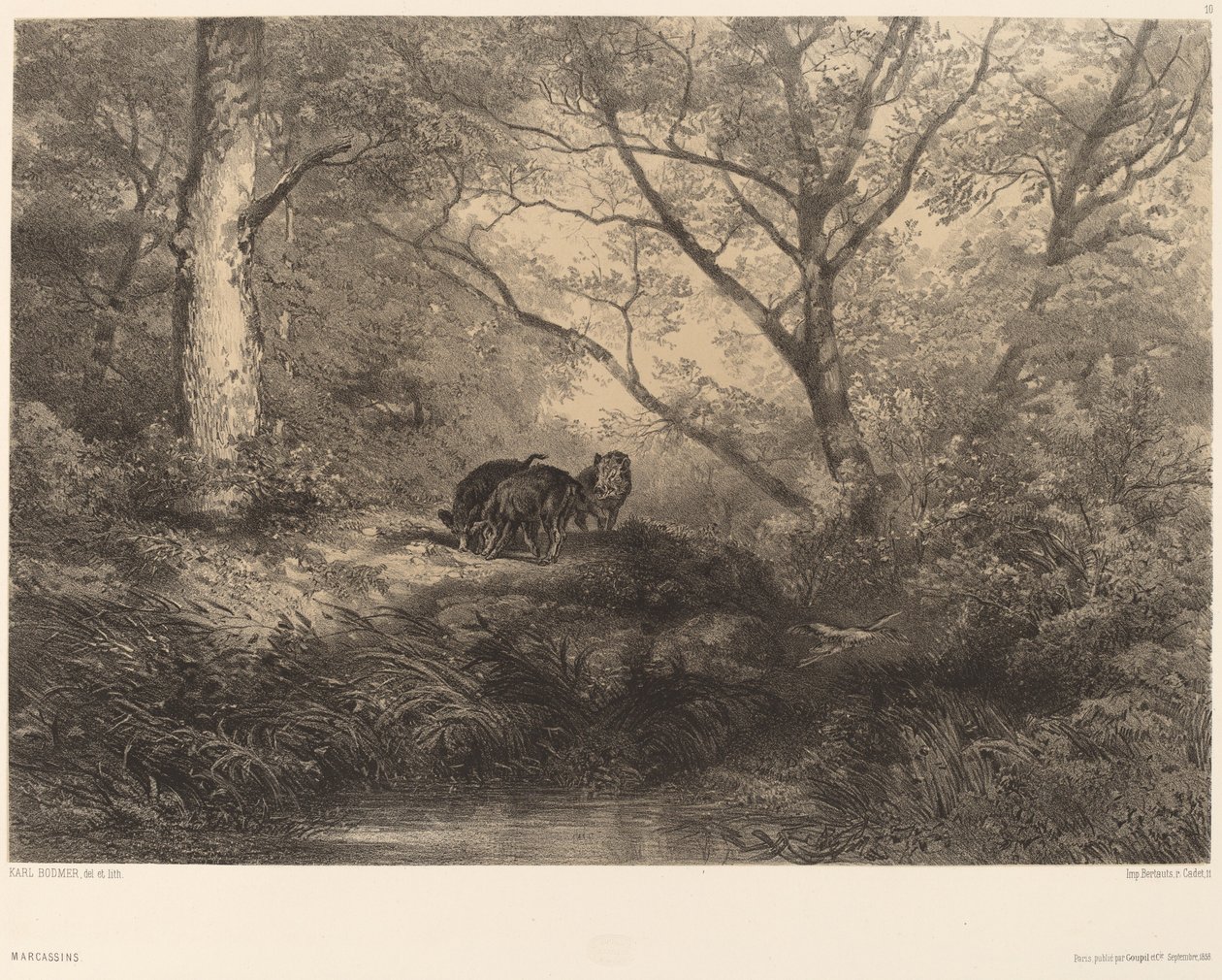 Marcassins da Karl Bodmer