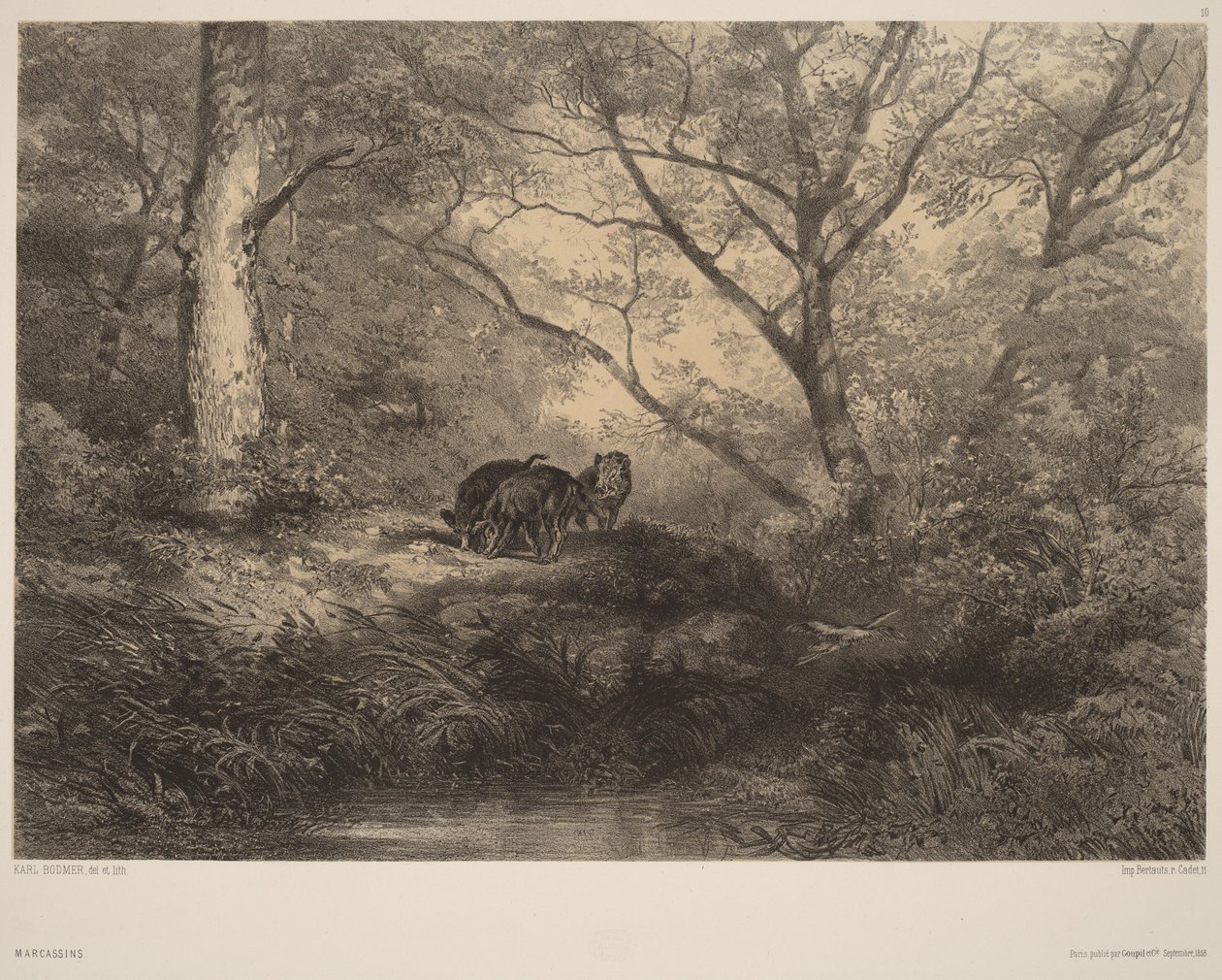 Cuccioli di cinghiale da Karl Bodmer