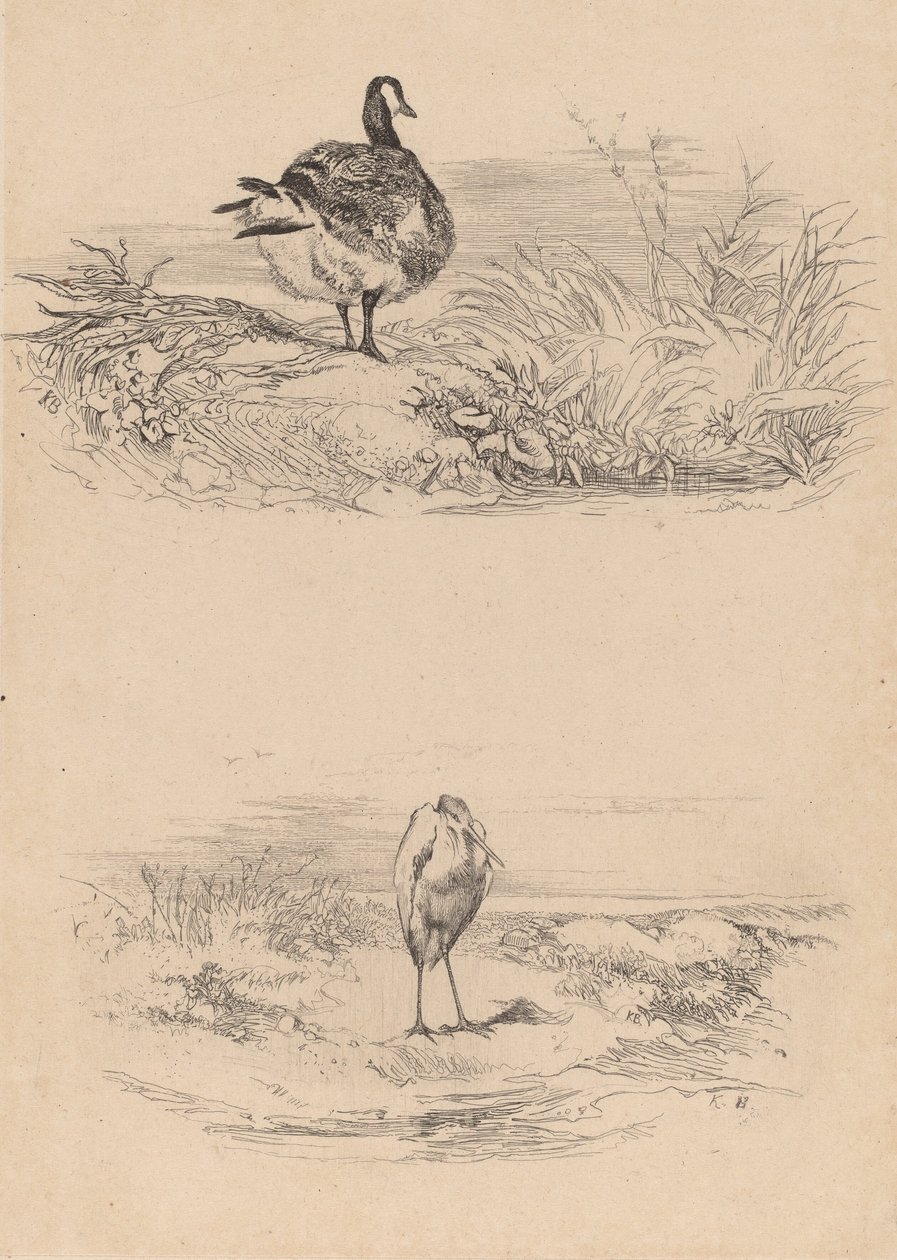 Oca, Airone da Karl Bodmer