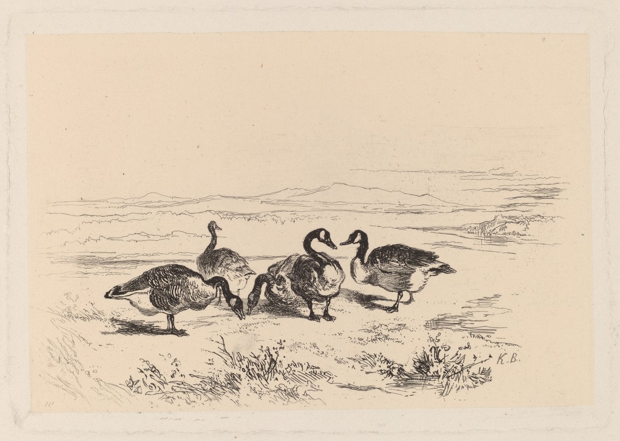 Oche bernacla da Karl Bodmer