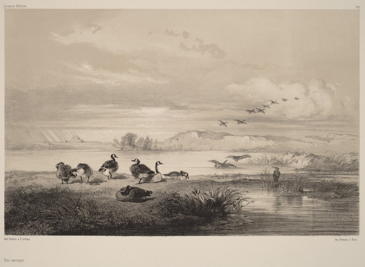 Oche selvatiche da Karl Bodmer