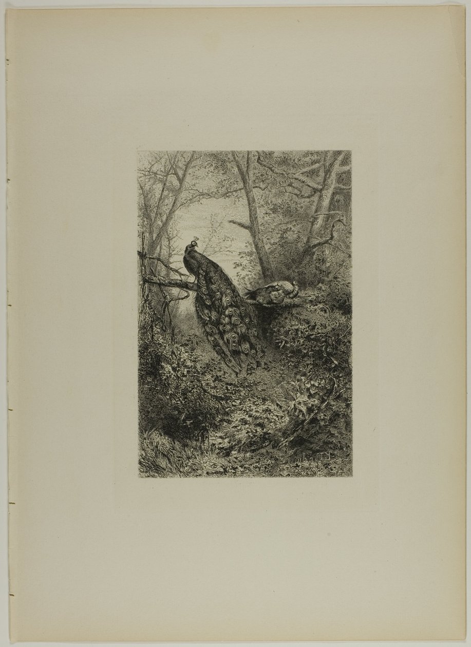 Pavoni su un ramo da Karl Bodmer