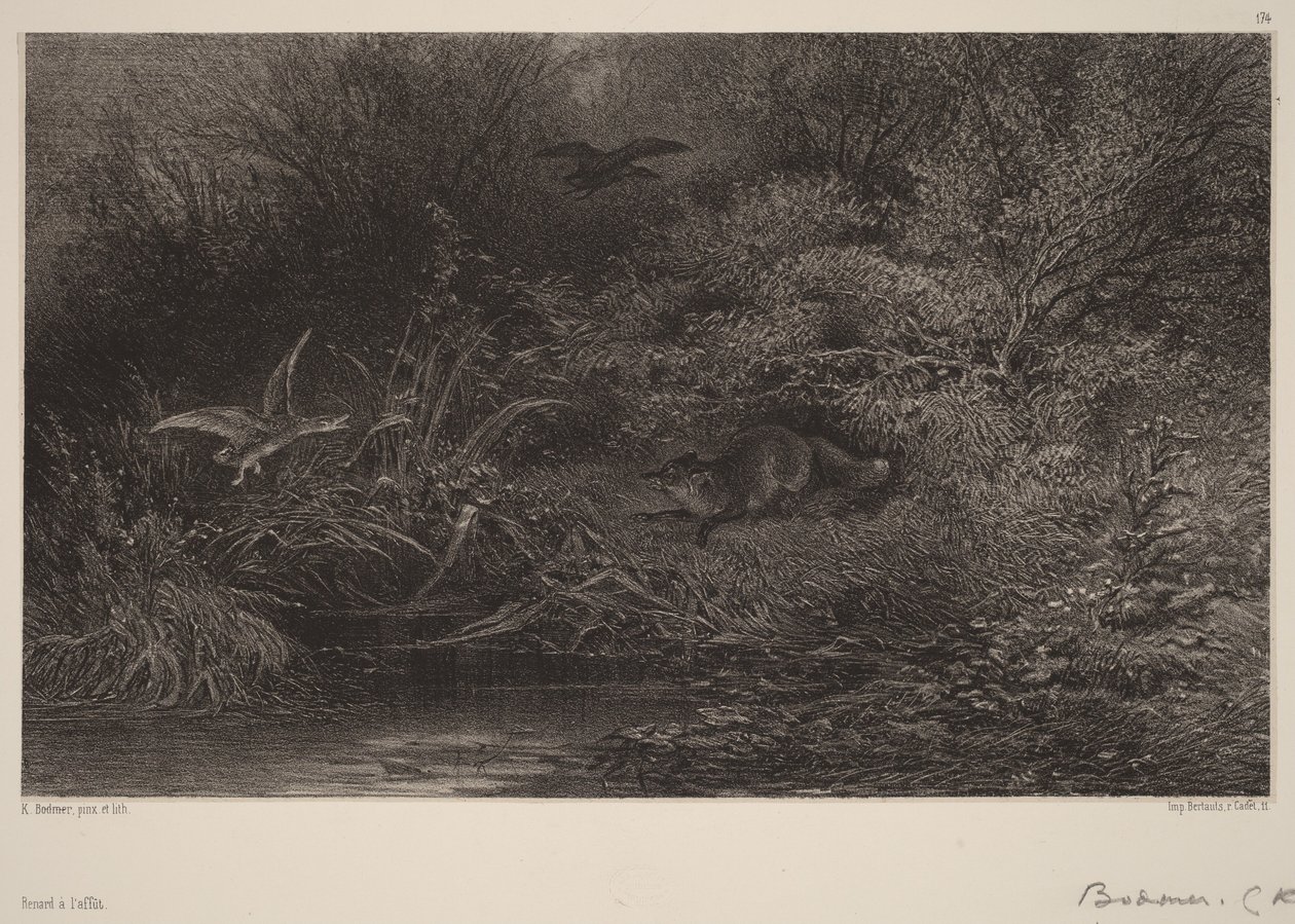 Volpe in agguato da Karl Bodmer