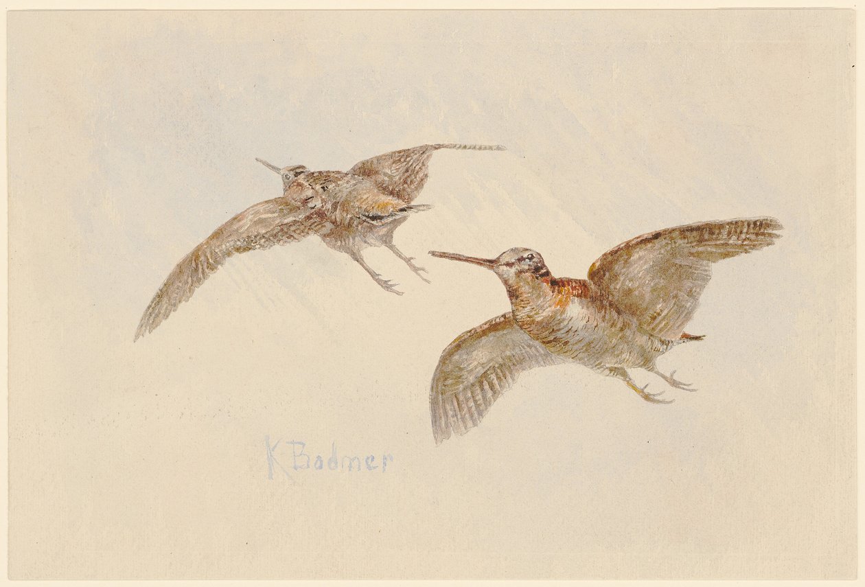 Beccacce in volo da Karl Bodmer