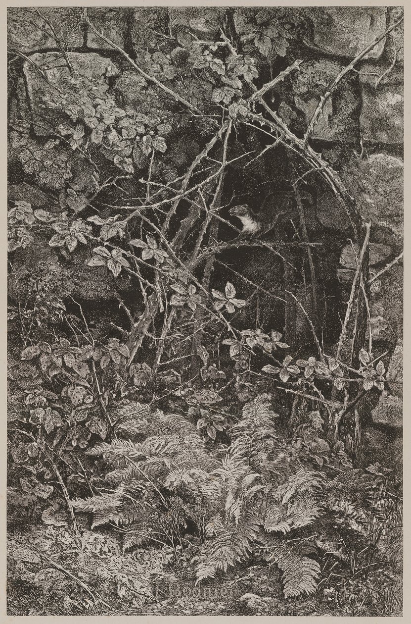 Martora che salta da Karl Bodmer