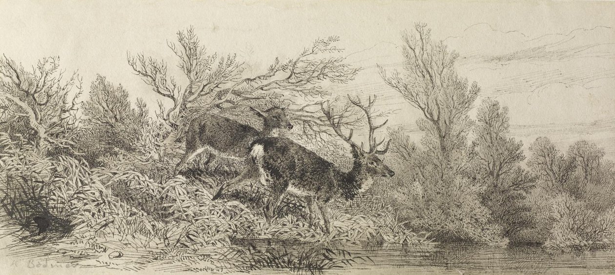 Cervo nel bosco da Karl Bodmer