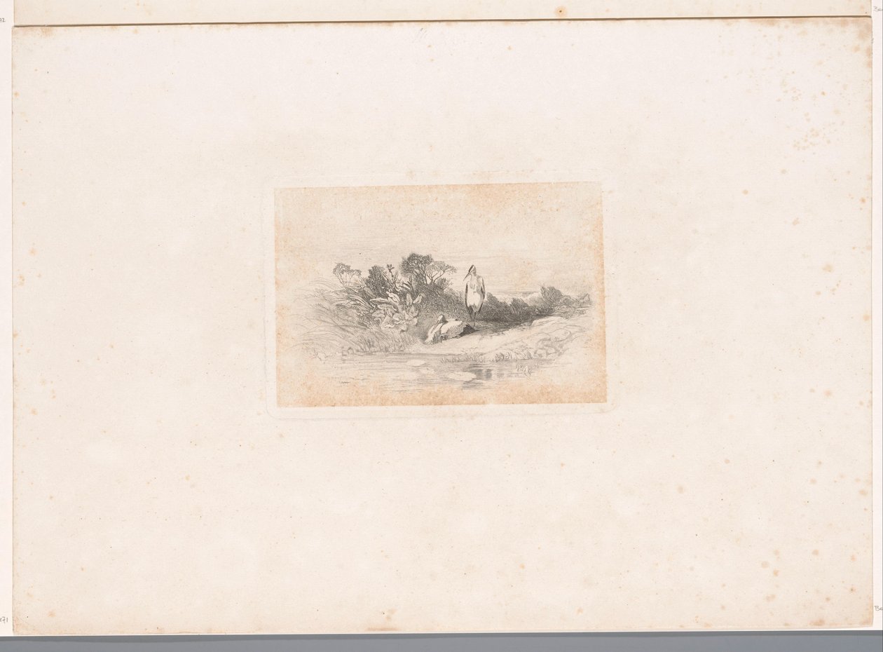 Due aironi sulla riva da Karl Bodmer