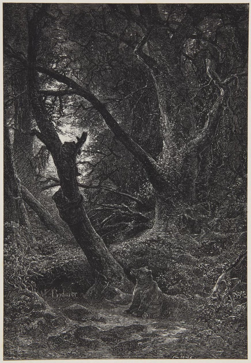 Due orsi nella foresta da Karl Bodmer
