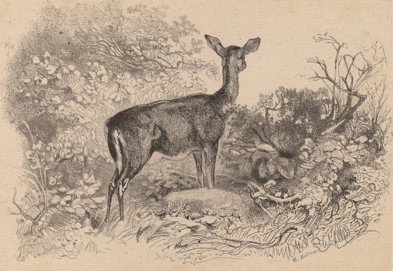 Una cerva da Karl Bodmer