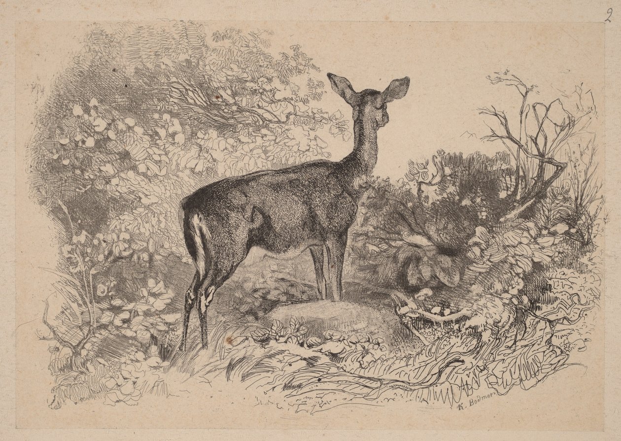Una cerva da Karl Bodmer