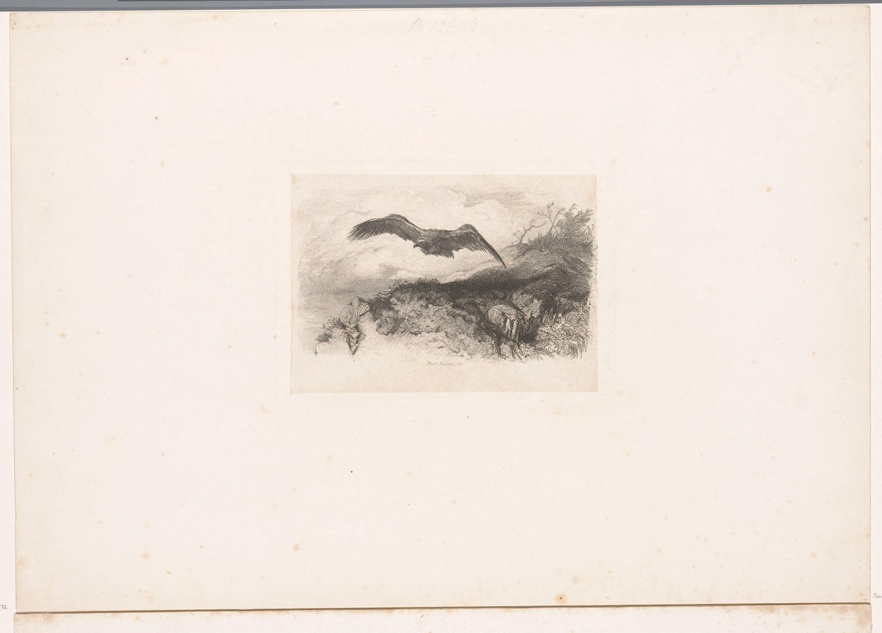 Aquila in volo da Karl Bodmer