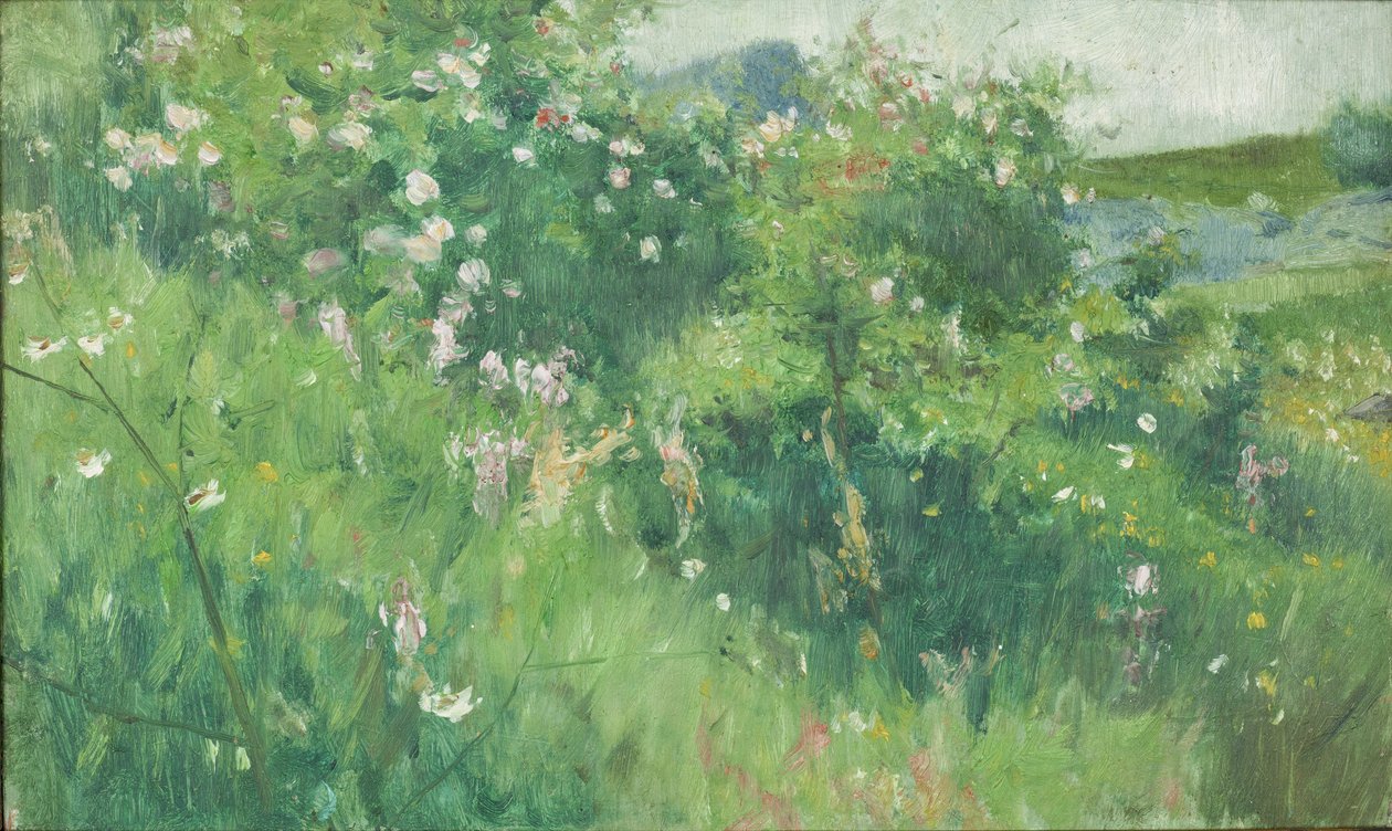 Cespugli di rosa canina in fiore sull