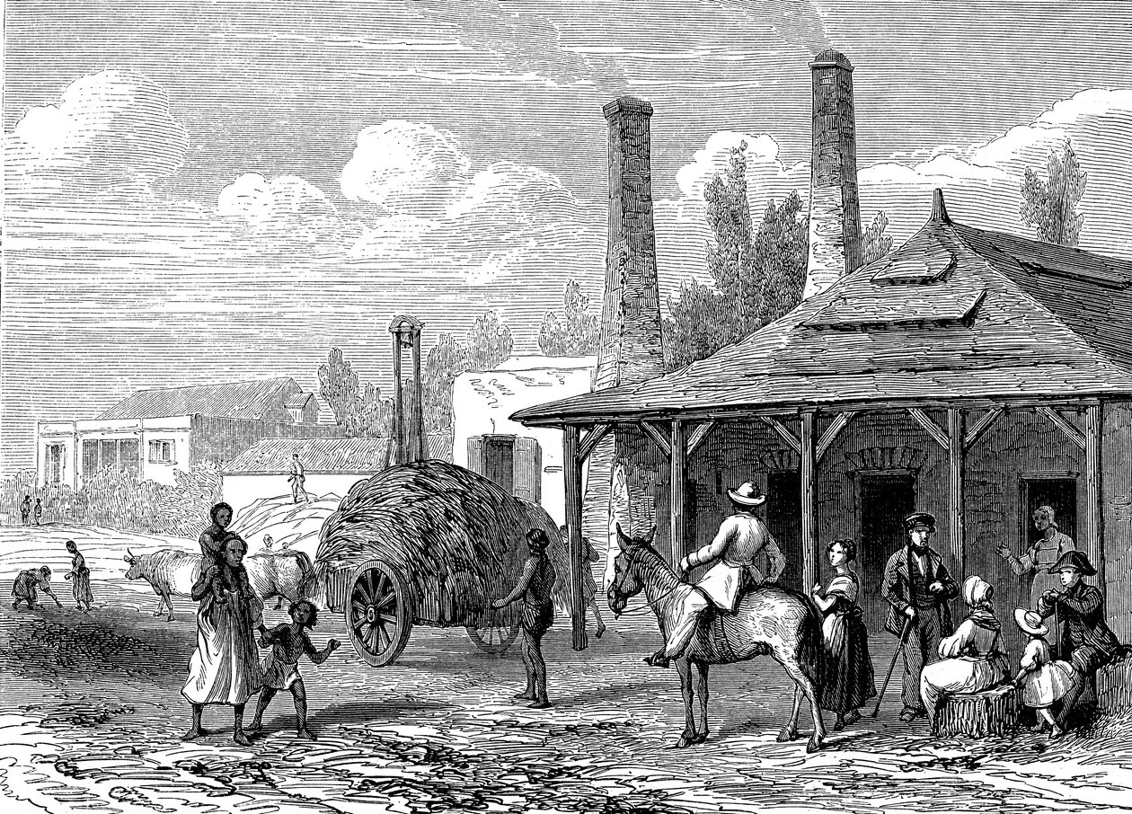 Pianta di zucchero a Mauritius nel 1863 da Karl Girardet
