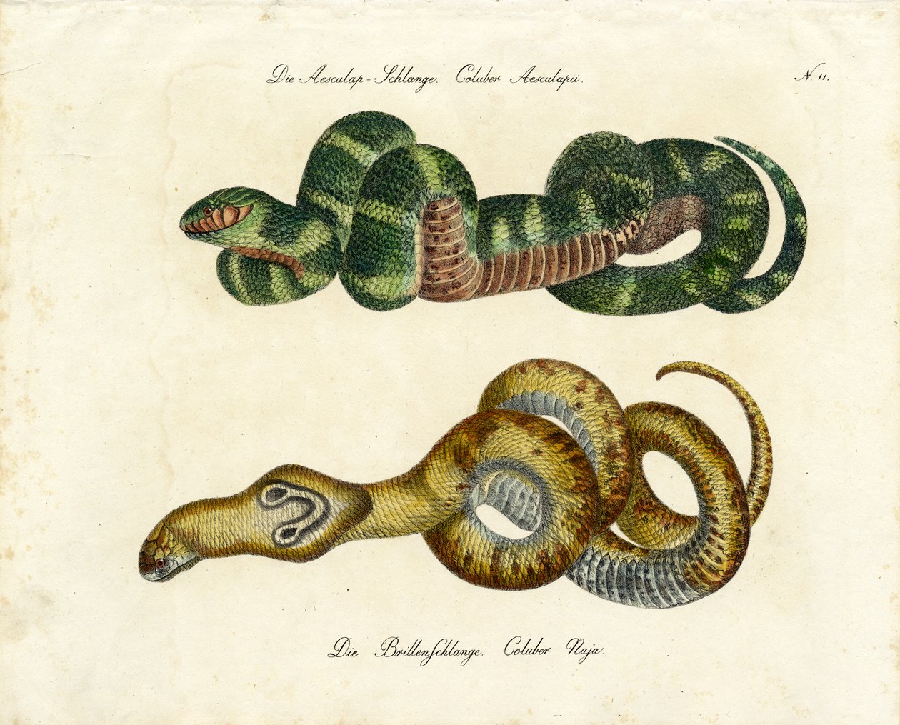 Serpente di Esculapio e Cobra indiano (stampa) da Karl Joseph Brodtmann
