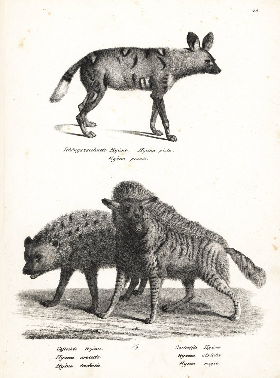 Cane selvatico africano, Lycaon pictus, in pericolo, iena maculata, Crocuta crocuta, e iena striata, Hyaena hyaena. Litografia di Karl Joseph Brodtmann dal libro di Heinrich Rudolf Schinz Storia naturale illustrata degli uomini e degli animali da Karl Joseph Brodtmann