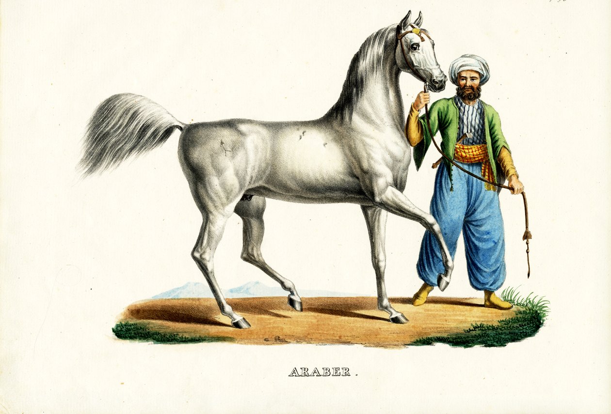 Cavallo arabo (1824) da Karl Joseph Brodtmann
