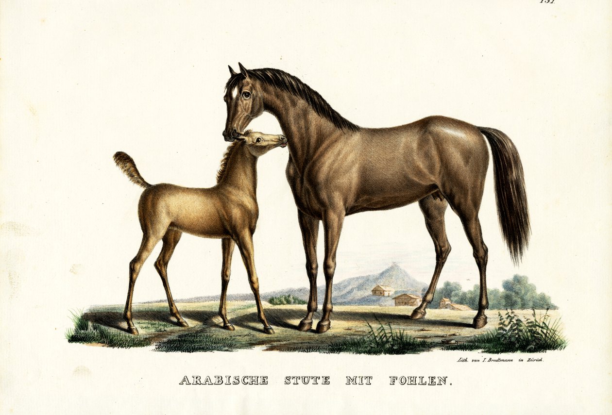Cavallo arabo con pollame, 1824 da Karl Joseph Brodtmann