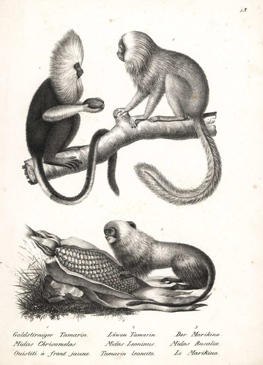 Uistitì dalla testa buffa, Callithrix flaviceps (in pericolo) 1, e tamarino leone dorato, Leontopithecus rosalia (in pericolo) 2,3. Litografia di Karl Joseph Brodtmann dal libro di Heinrich Rudolf Schinz Storia Naturale Illustrata degli Uomini e degli Anim da Karl Joseph Brodtmann