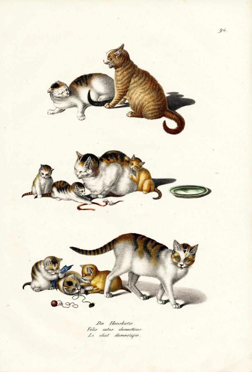Gatti domestici, 1824 da Karl Joseph Brodtmann