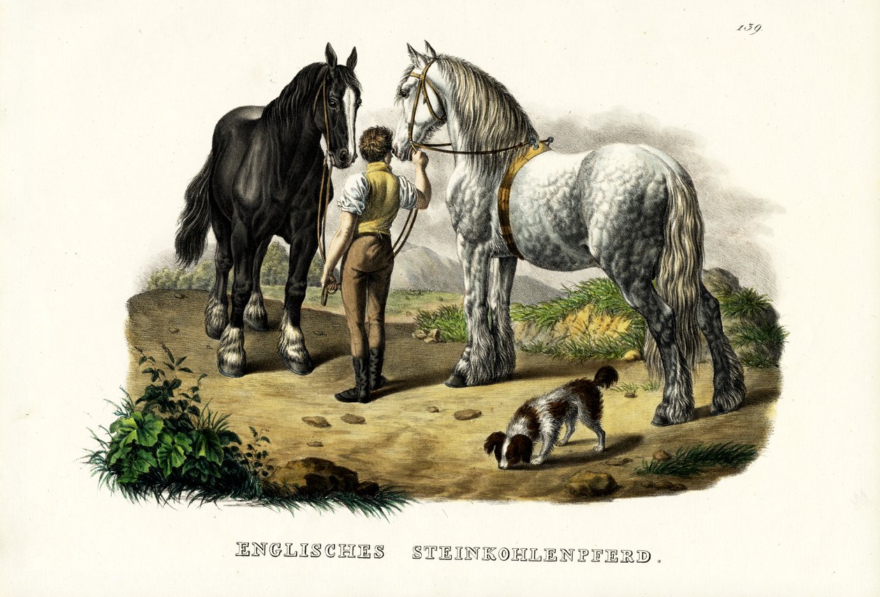 Cavallo inglese da miniera, 1824 da Karl Joseph Brodtmann