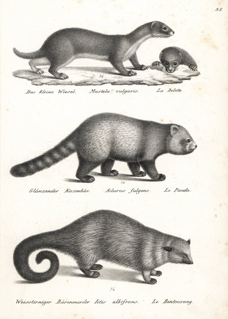Donnola minore, Mustela nivalis 1, panda rosso, Ailurus fulgens 2, vulnerabile, e binturong, Arctictis binturong 3, vulnerabile. Litografia di Karl Joseph Brodtmann dal libro di Heinrich Rudolf Schinz Storia Naturale Illustrata degli Uomini e degli Animali da Karl Joseph Brodtmann