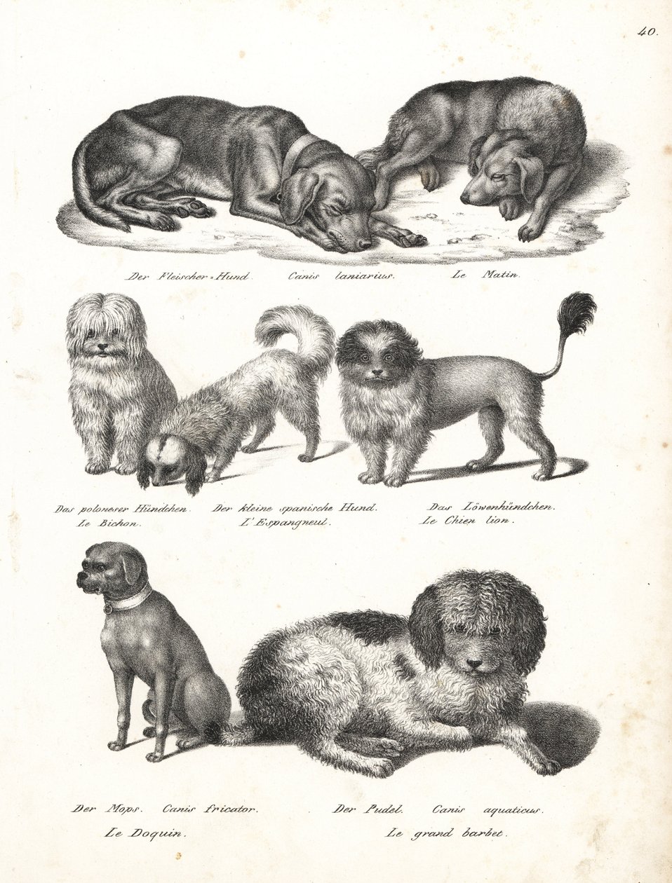Levriero o cane da mattino, Canis laniarius, Bichon, cane spagnolo, Chow Chow, cane carlino, Canis fricator, e barboncino o cane da caccia acquatico, Canis aquaticus. Litografia di Karl Joseph Brodtmann dal libro di Heinrich Rudolf Schinz Storia Naturale I da Karl Joseph Brodtmann