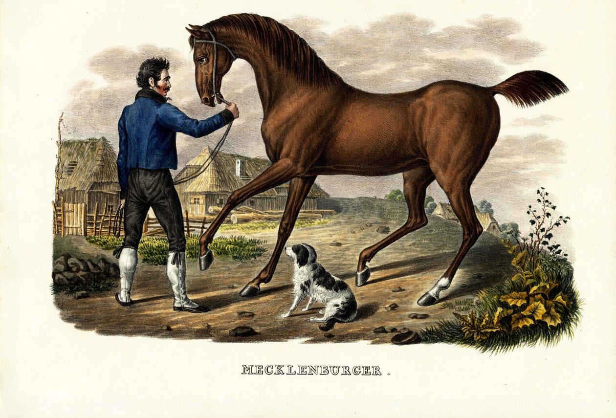 Cavallo Mecklenburger da Karl Joseph Brodtmann