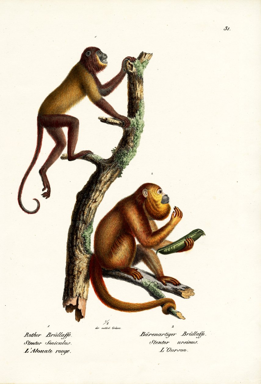 Scimmie urlatrici rosse, 1824 da Karl Joseph Brodtmann