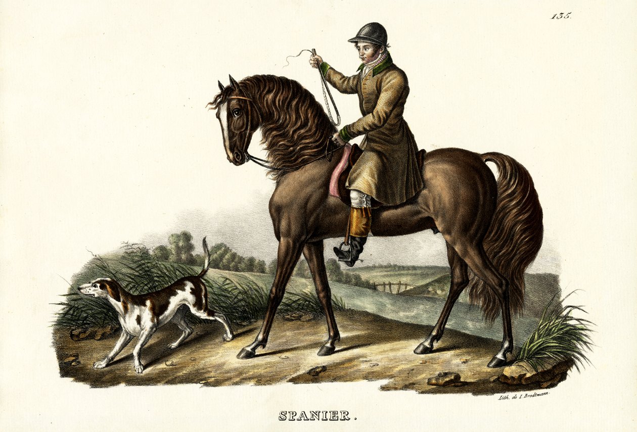 Cavallo cacciatore spagnolo, 1824 da Karl Joseph Brodtmann