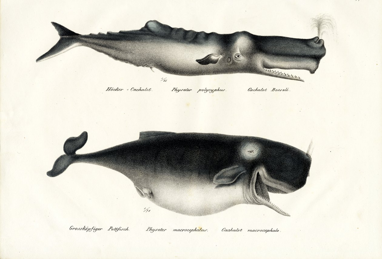 Capodogli, 1824 da Karl Joseph Brodtmann