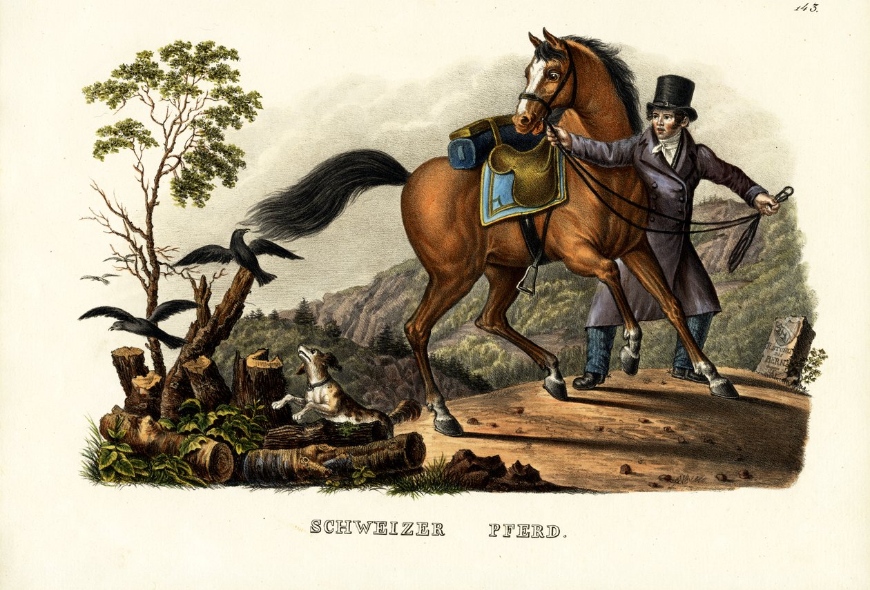 Cavallo svizzero, 1824 da Karl Joseph Brodtmann