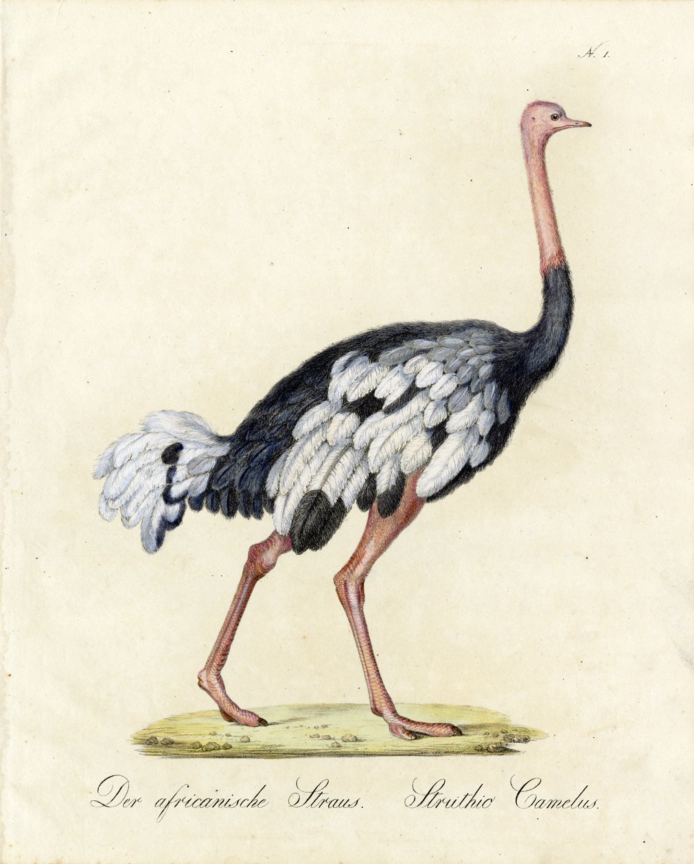 da Karl Joseph Brodtmann